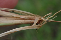 Agrostis eriantha