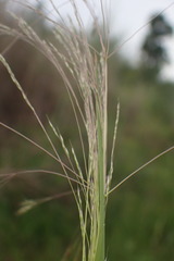 Agrostis eriantha