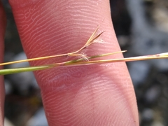 Schizachyrium rhizomatum