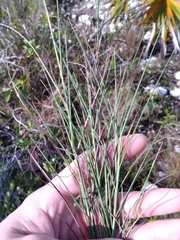 Schizachyrium rhizomatum