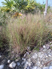 Schizachyrium rhizomatum