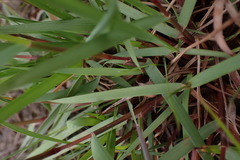 Eragrostis capensis