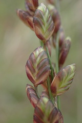 Eragrostis capensis