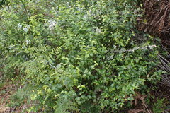 Halleria lucida