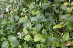 Halleria lucida