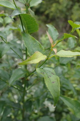 Halleria lucida