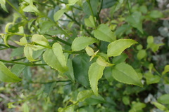 Halleria lucida