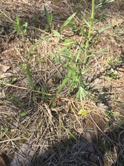 Lithospermum incisum