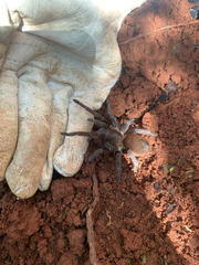 Theraphosidae