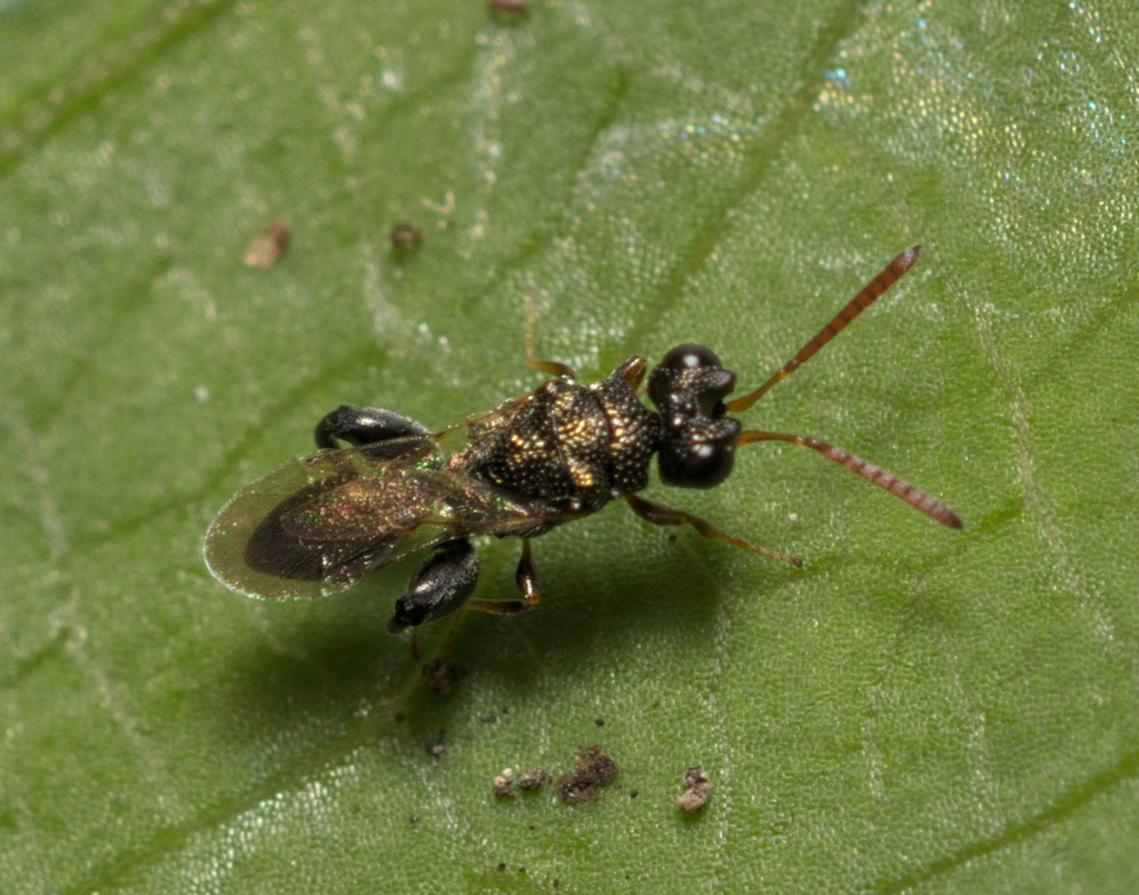 Dirhininae