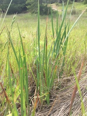 Juncus xiphioides