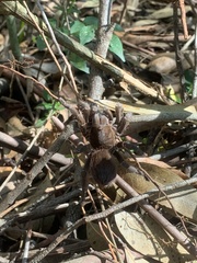 Theraphosidae