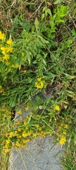 Vespa orientalis