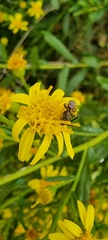 Anthophila