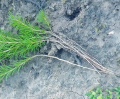 Oxalis confertifolia