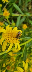 Anthophila