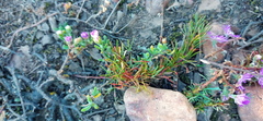 Oxalis confertifolia