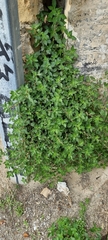 Parietaria judaica