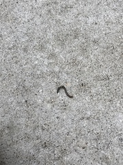 Amynthas gracilis