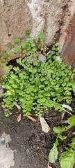 Adiantum capillus-veneris