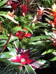 Tillandsia imperialis