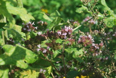 Origanum majorana