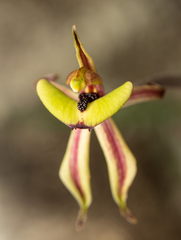 Caladenia roei