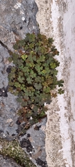 Oxalis corniculata