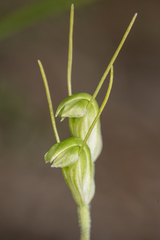 Pterostylis setulosa