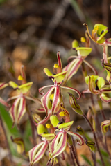 Caladenia roei