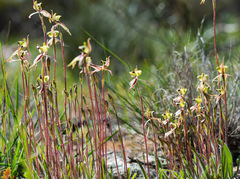 Caladenia roei