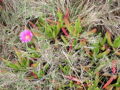 Carpobrotus deliciosus