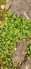 Magnoliopsida
