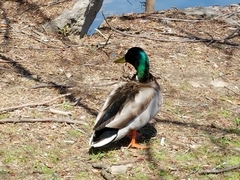 Anas platyrhynchos