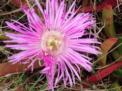 Carpobrotus deliciosus