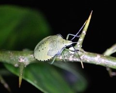 Biprorulus bibax