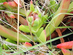 Carpobrotus deliciosus