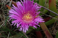Carpobrotus deliciosus