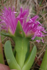 Carpobrotus deliciosus