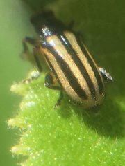 Grammicopterus flavescens