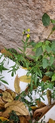 Diplotaxis tenuifolia