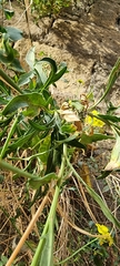 Diplotaxis tenuifolia