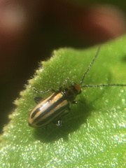 Grammicopterus flavescens