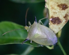 Biprorulus bibax