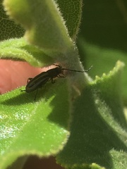 Grammicopterus flavescens