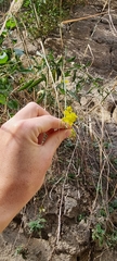 Diplotaxis tenuifolia
