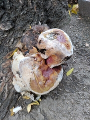 Ganoderma sessile