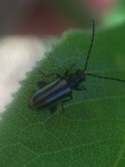 Grammicopterus flavescens