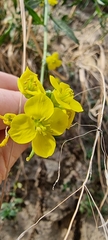 Diplotaxis tenuifolia