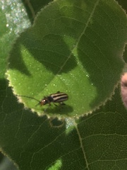 Grammicopterus flavescens